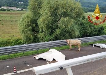 Vicenza, camion carico di bestiame si ribalta lungo l’A4: carcasse e animali in fuga bloccano la circolazione