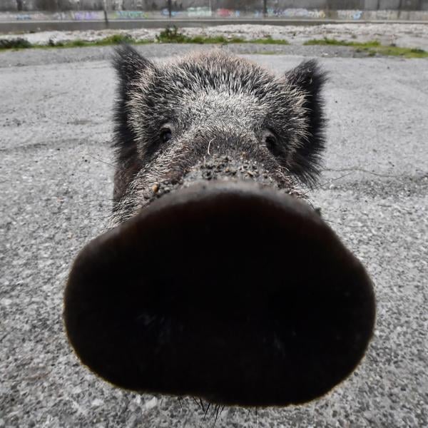 Al supermercato carne di cinghiale Made in Roma, ma è sicura per la salute?