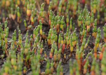 Che cos’è la salicornia: le 5 proprietà per la salute di tutta la famiglia