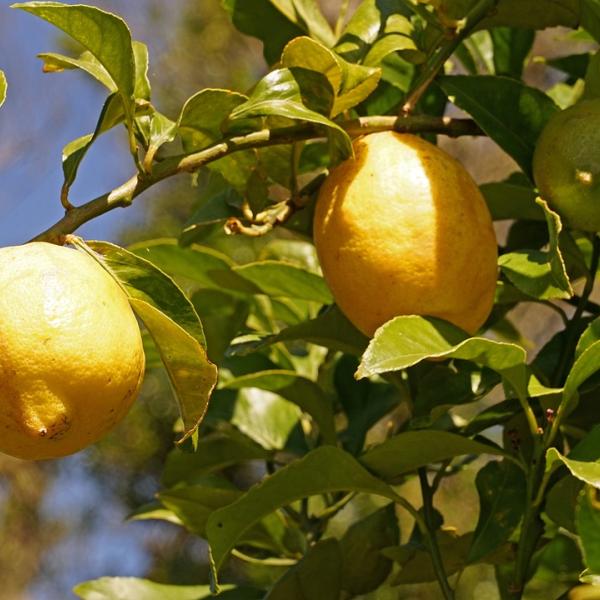 Come coltivare il limone in vaso, tutti i consigli