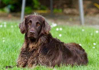 Perché il cane perde il pelo? Quando preoccuparsi e cosa fare