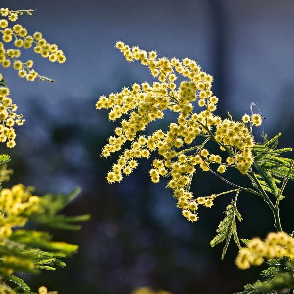 Festa delle donne mimose: limitata la produzione a causa della siccità