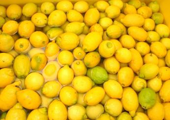 Idee in cucina, il limoncello fatto in casa