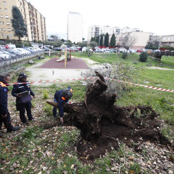 Francesca Ianni morta colpita da un albero a Roma,  grave l’amica: illesi i tre figli della vittima