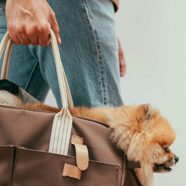 Come trasportare un cane in aereo? Ecco tutto quello che serve per un viaggio sereno