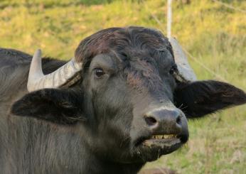 Laureana Cilento, 30enne incornato da un toro: ferito al bacino e a…