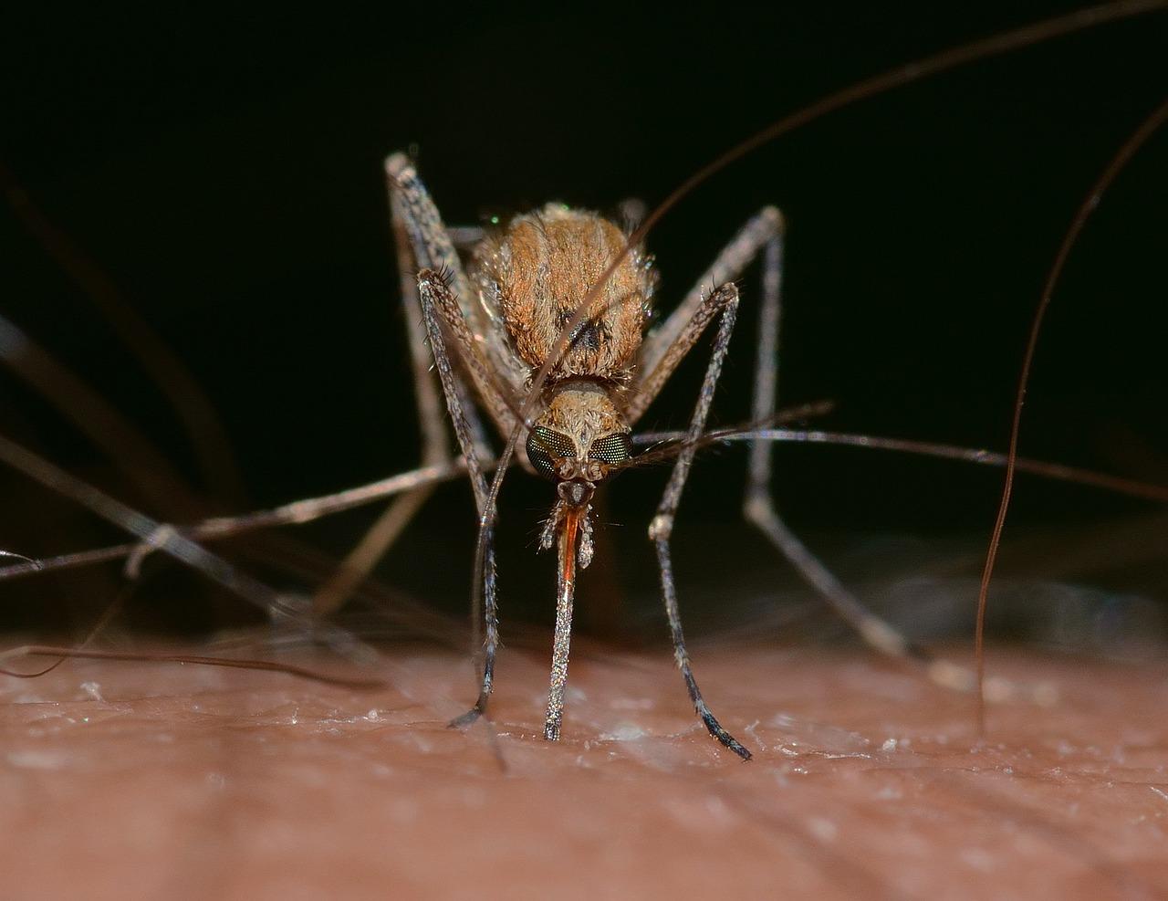 Rilevato Virus Usutu a Monte San Giusto, quali sono i sintomi? Il virologo Pregliasco: “Ecco i rischi e la situazione in Italia”