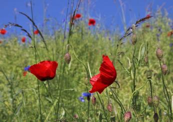 Buongiorno arrivederci maggio 2024: frasi di buon fine mese