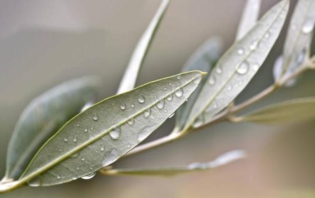 Domenica delle Palme, perché si benedice l’ulivo e non le palme?