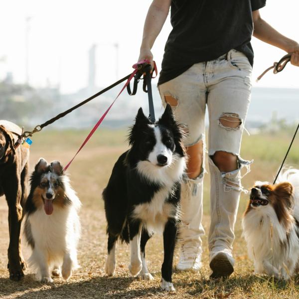 Come scegliere il dog sitter? Quali caratteristiche deve avere e quanto tempo affidargli il cane