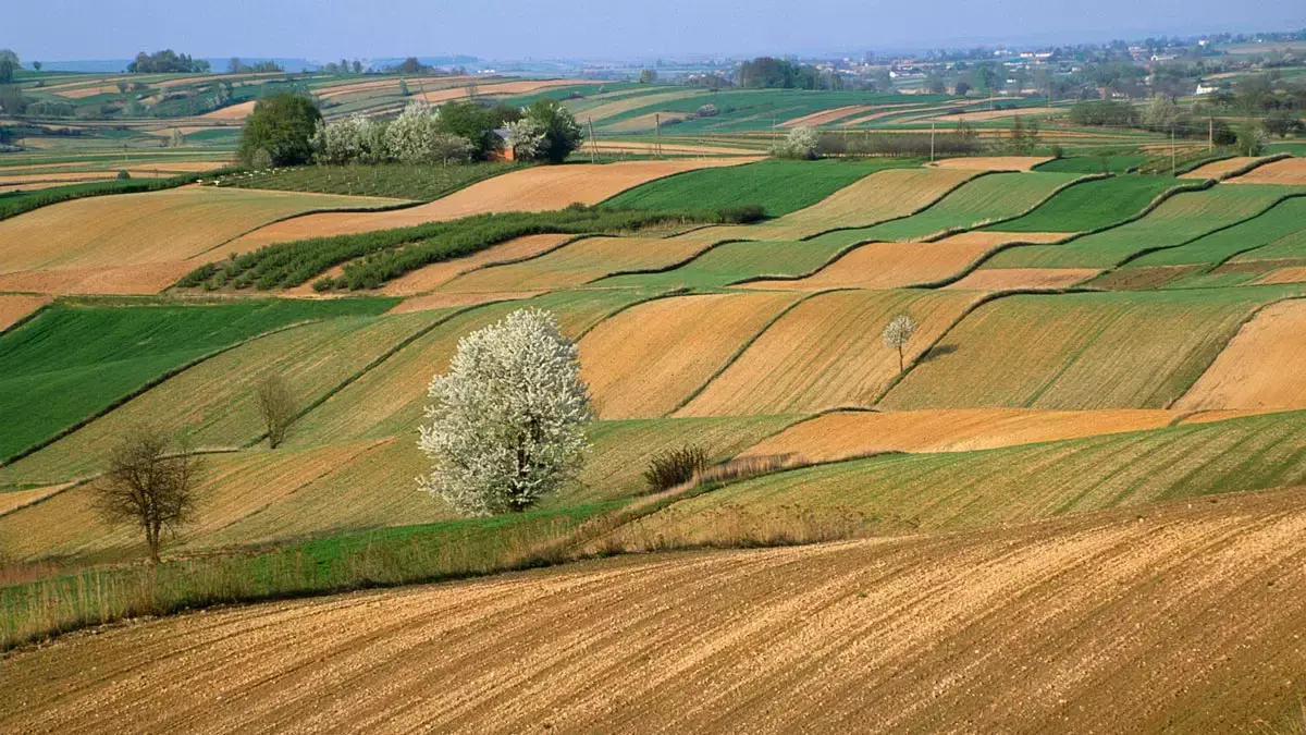 Coldiretti maltempo siccità, perdite da 6 miliardi