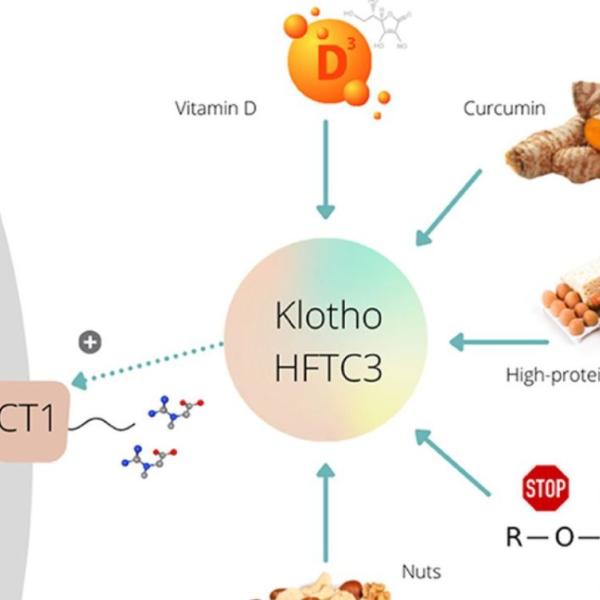 Cos’è Klotho, la nuova proteina per la longevità e anti-invecchiamento