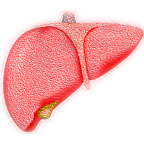 La fibrosi epatica cos’è e quando si manifesta? Tutto quello che c’è da sapere su questa epatopatia