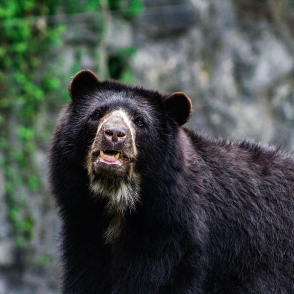 Paddington, l’orso andino che salva gli animali dai bracconieri