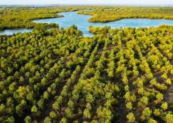 Il Progetto Delta Blue Carbon: i benefici della riforestazione delle mangrovie in Pakistan