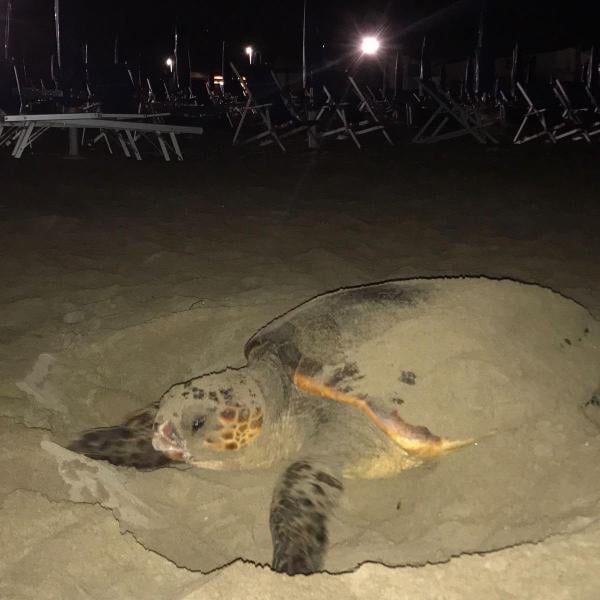 Magia in spiaggia, dove vanno le tartarughe marine a deporre uova