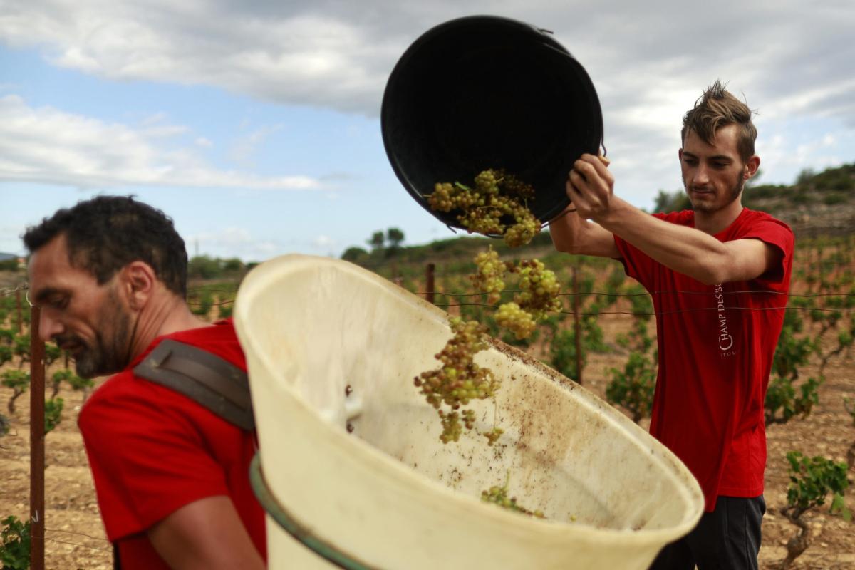 Vendemmia 2023, le previsioni di Coldiretti per un’annata condizion…