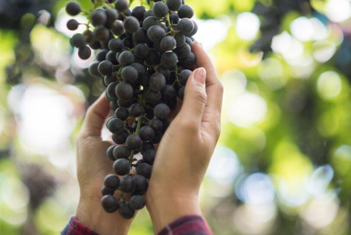 Il resveratrolo è utile contro lo stress, l’ansia e la depressione, ecco in quali alimenti si trova