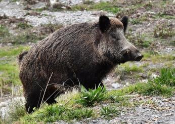 Mantova uomo aggredito da cinghiale: 92enne in rianimazione