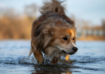 Cosa fare se il mio cane ha paura dell’acqua?