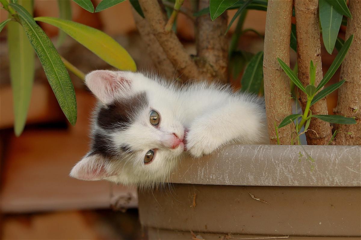 Quali sono le piante tossiche per cani e gatti, come riconoscere i sintomi di avvelenamento e rischi