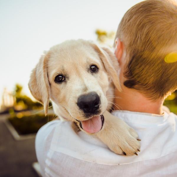 Malattia respiratoria dei cani: cos’è e quali sono i sintomi dell’infezione che ha già colpito 200 esemplari negli Stati Uniti