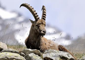 Natura. Il 3 marzo la Giornata Internazionale della Natura Selvatica