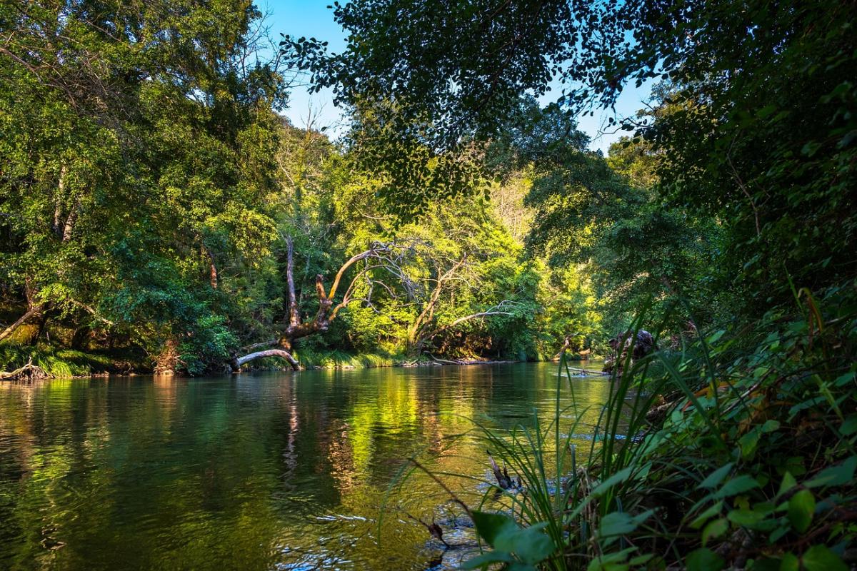 Giornata Mondiale della Foresta Pluviale 2024: data, perché si celebra e quali sono le iniziative