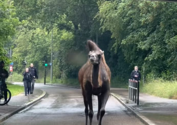 Germania, cammello scappa da un circo a Stoccarda: il filmato dell’animale che passeggia per strada è virale sui social | VIDEO