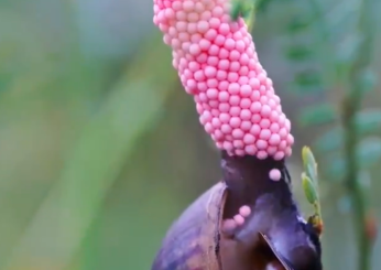 Lumaca mela, perché le uova sono rosa e perché sono pericolose?