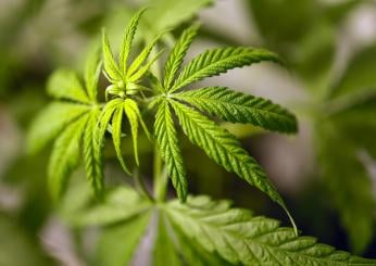 Cannabis light, la Camera approva il divieto. Il commento della Cia: “Impatti su tutta la filiera della canapa”