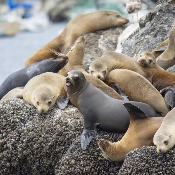 Dove vedere i leoni marini in California? Le tappe da sogno