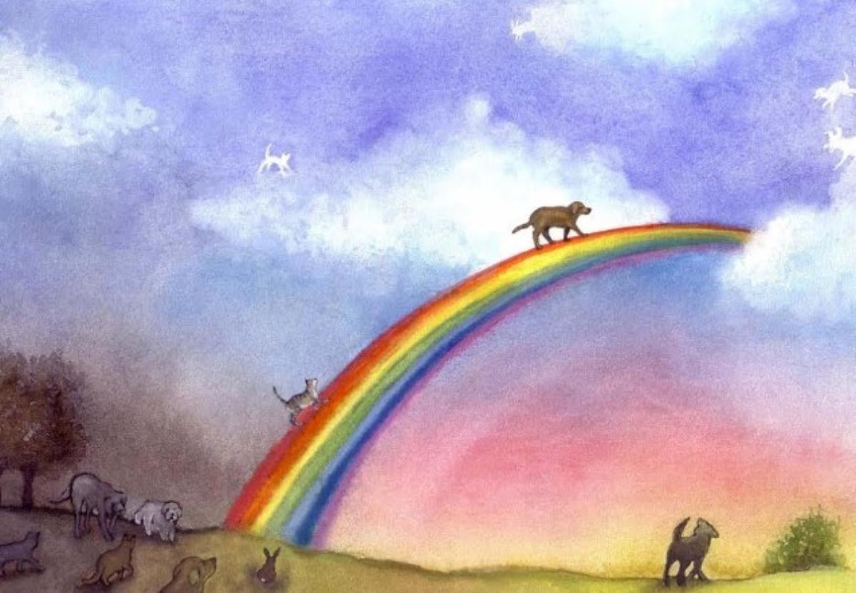 Cos’è il Ponte dell’Arcobaleno? La leggenda del paradiso per cani, gatti e animali domestici