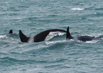 Spagna, spari contro orche da un catamarano: la denuncia del Partito Animalista | VIDEO