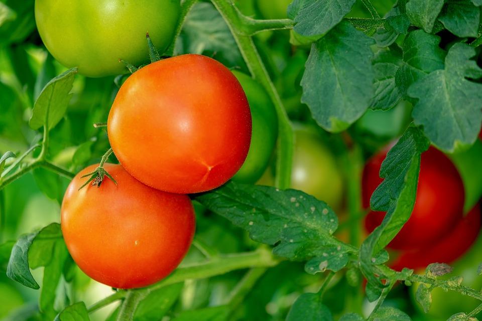 Quando si piantano i pomodori? Periodo semina e modalità di piantatura