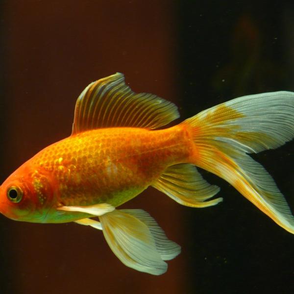 Come tenere un pesce rosso in casa con e senza acquario?