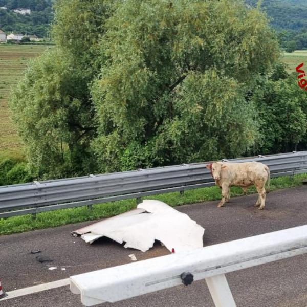 Vicenza, camion carico di bestiame si ribalta lungo l’A4: carcasse e animali in fuga bloccano la circolazione