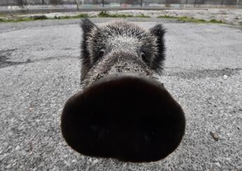 Al supermercato carne di cinghiale Made in Roma, ma è sicura per la salute?