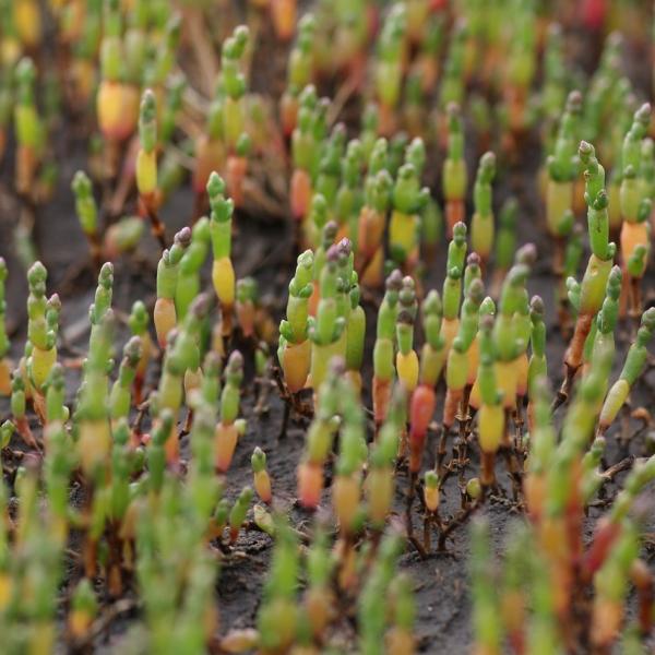 Che cos’è la salicornia: le 5 proprietà per la salute di tutta la famiglia