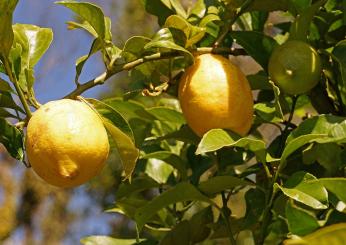 Come coltivare il limone in vaso, tutti i consigli