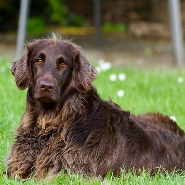 Perché il cane perde il pelo? Quando preoccuparsi e cosa fare