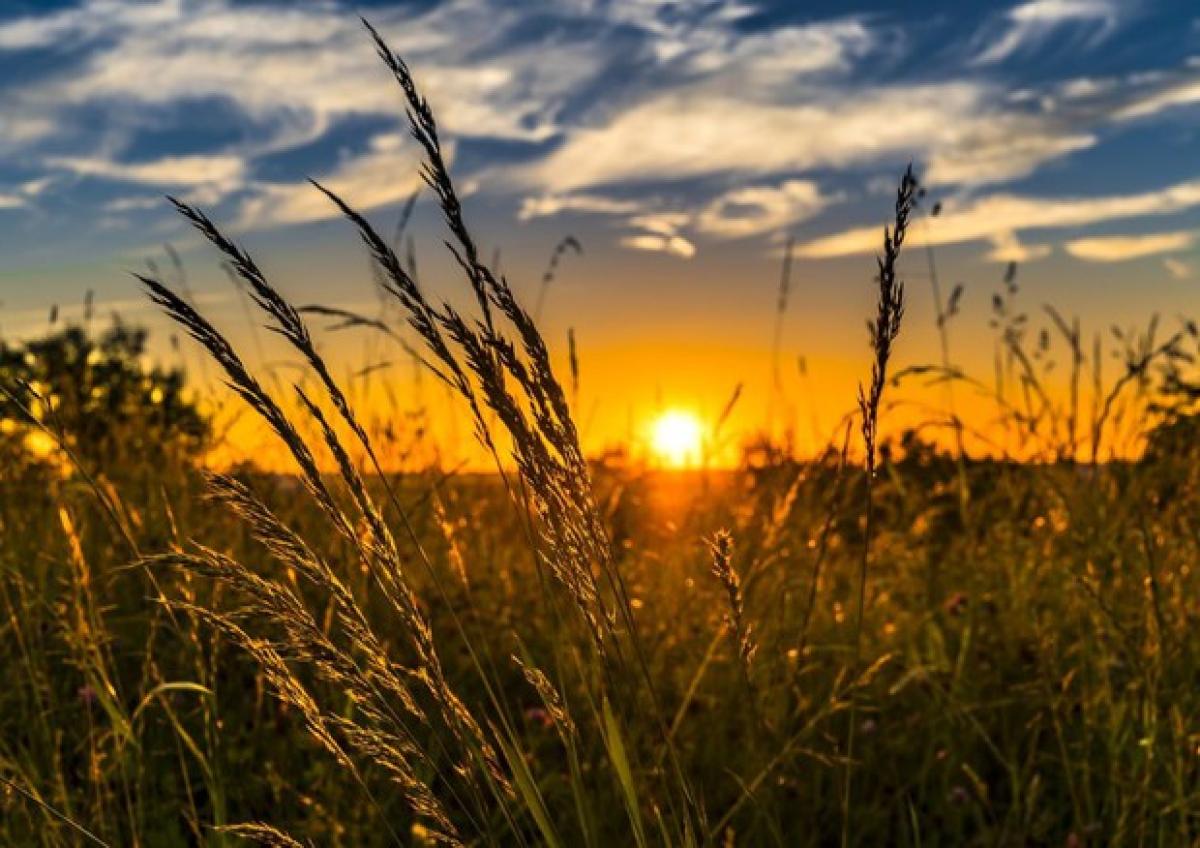 Cos’è l’agricoltura biologica, vantaggi per l’alimentazione e la so…