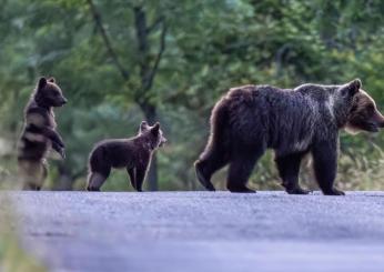 L’Aquila, un murales per l’orsa Amarena e i suoi due cuccioli