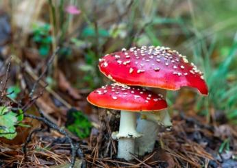 Quali sono i sintomi dell’avvelenamento da funghi e cosa fare se su…