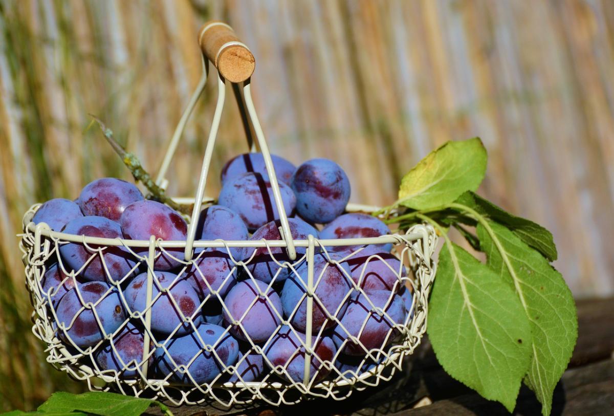 La bella estate: come cucinare le prugne fresche