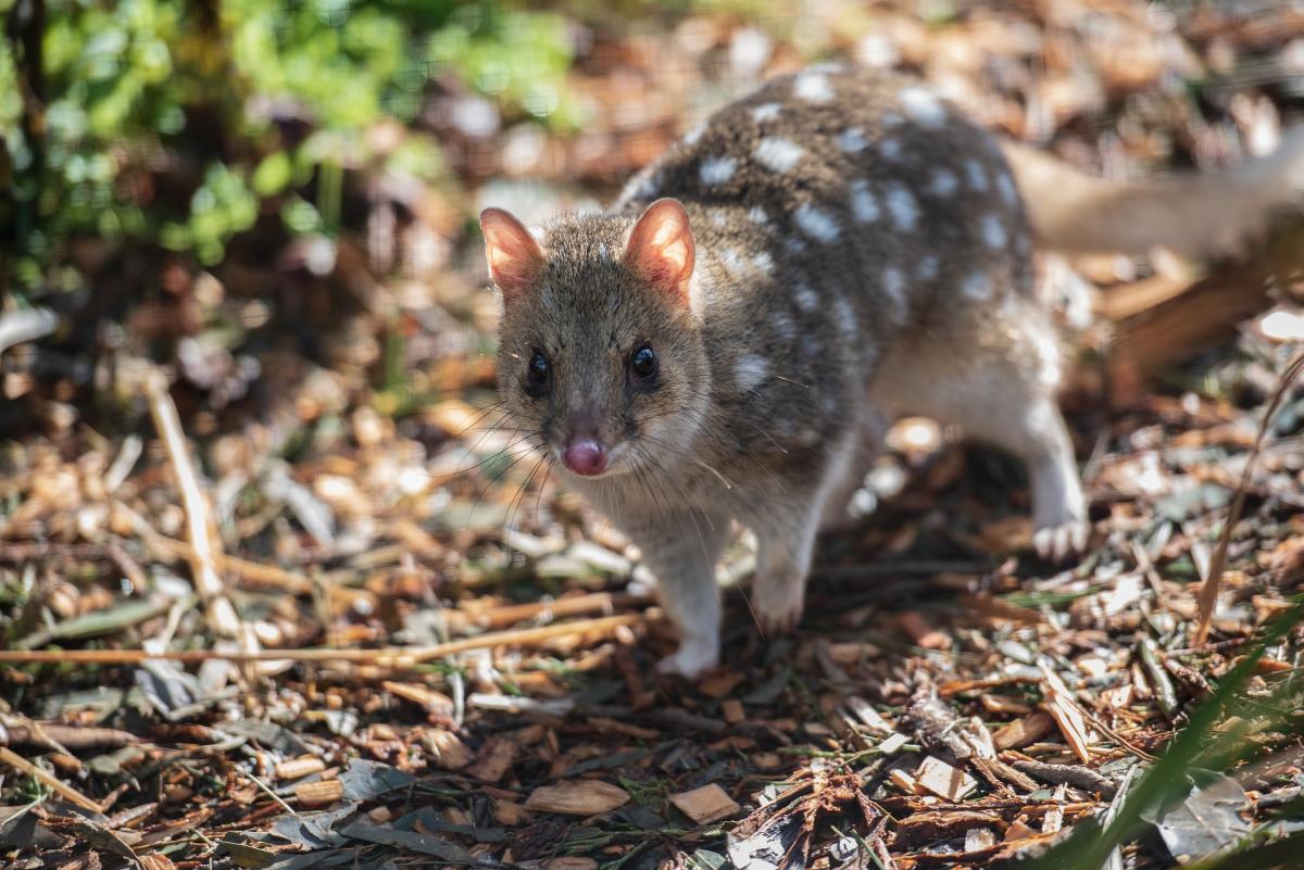 Quoll in via di estinzione: non dormono per fare sesso