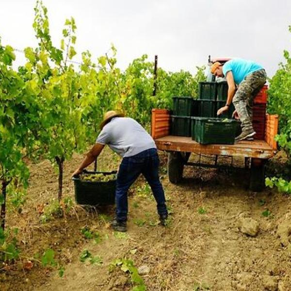 Agricoli, si può lavorare se si prende l’indennità di disoccupazione Naspi-Dis Coll? Nuove istruzioni Inps