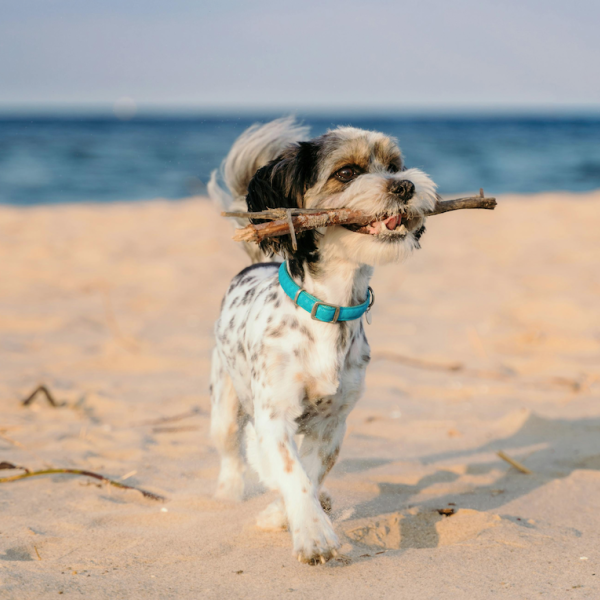 La sabbia è nociva per il cane? A cosa fare attenzione in riva al mare con Fido