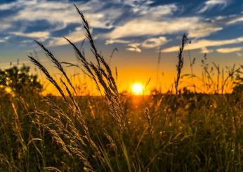 Cos’è l’agricoltura biologica, vantaggi per l’alimentazione e la sostenibilità ambientale