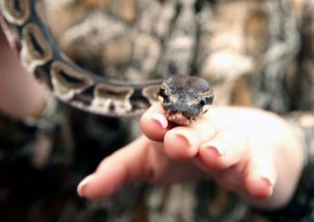 Albano, serpente cade in testa ad una donna e le avvolge il braccio…